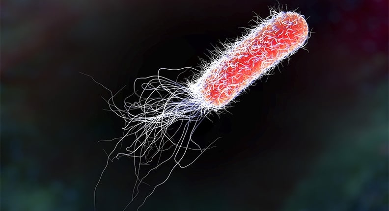 Vi khuẩn Escherichia coli  có thể gây viêm tinh hoàn