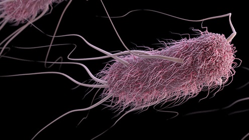 Vi khuẩn Escherichia coli gây viêm tinh hoàn